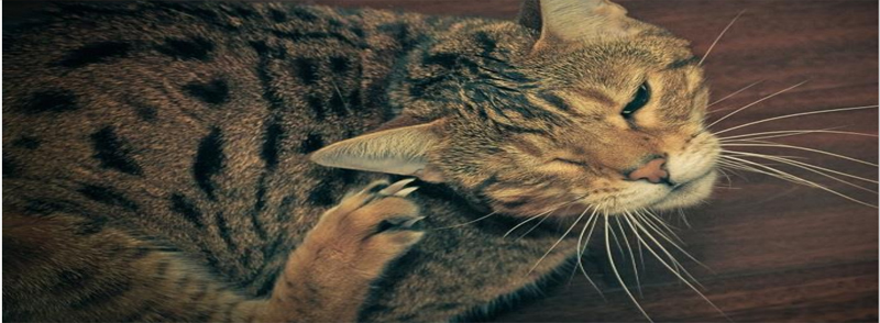 Kedi hastalıkları ve veteriner muayenesi